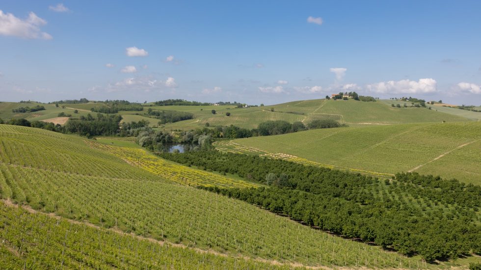 Nel cuore del Monferrato, il vino che racconta un territorio