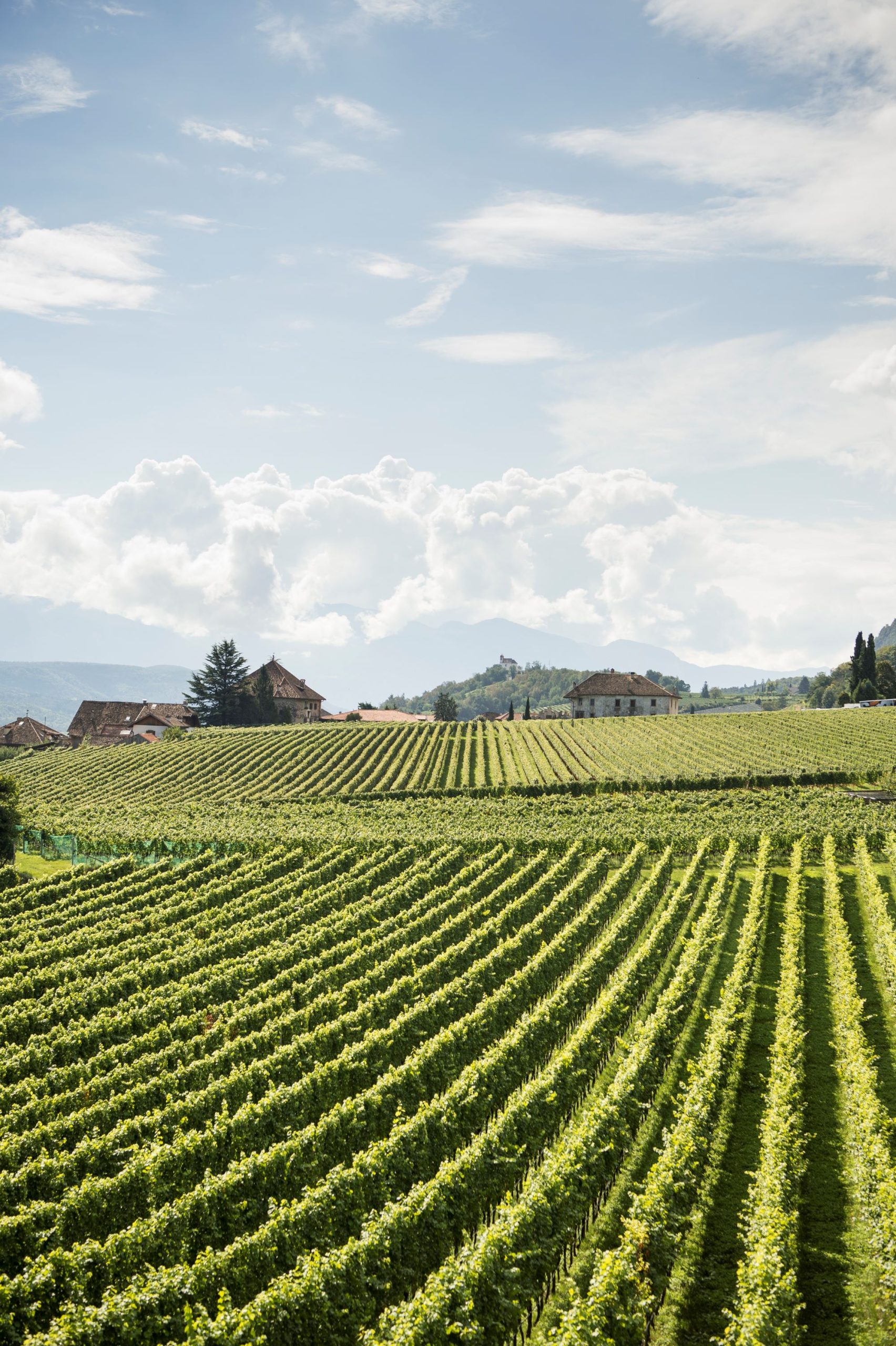Vini Alto Adige annata 2024: Straordinaria nei vigneti e in cantina