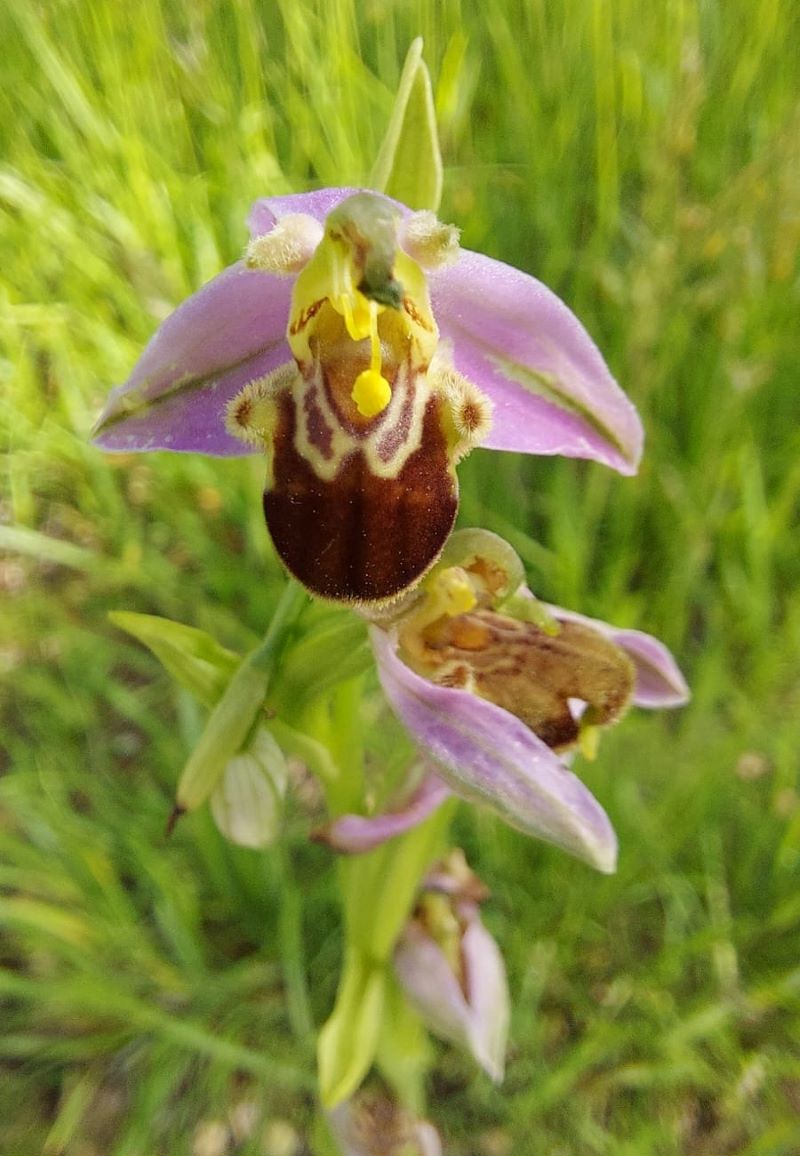 Orchidee selvatiche e vigneti sostenibili: il patrimonio nascosto di Tenuta Stella