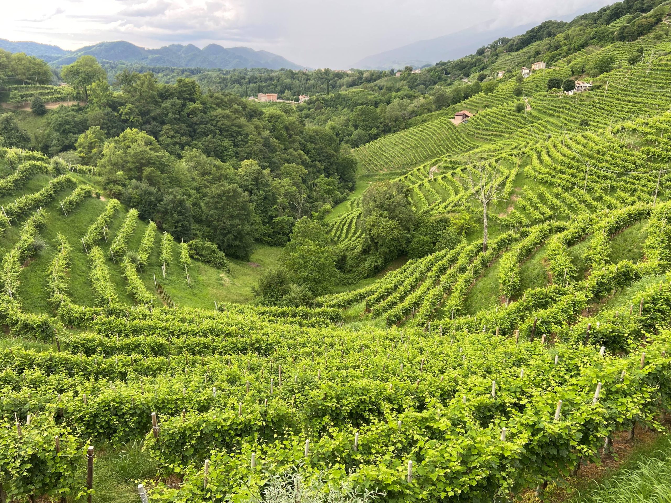 Marna del bacio: il nuovo gioiello dalle rive di Valdobbiadene docg firmato Andreola
