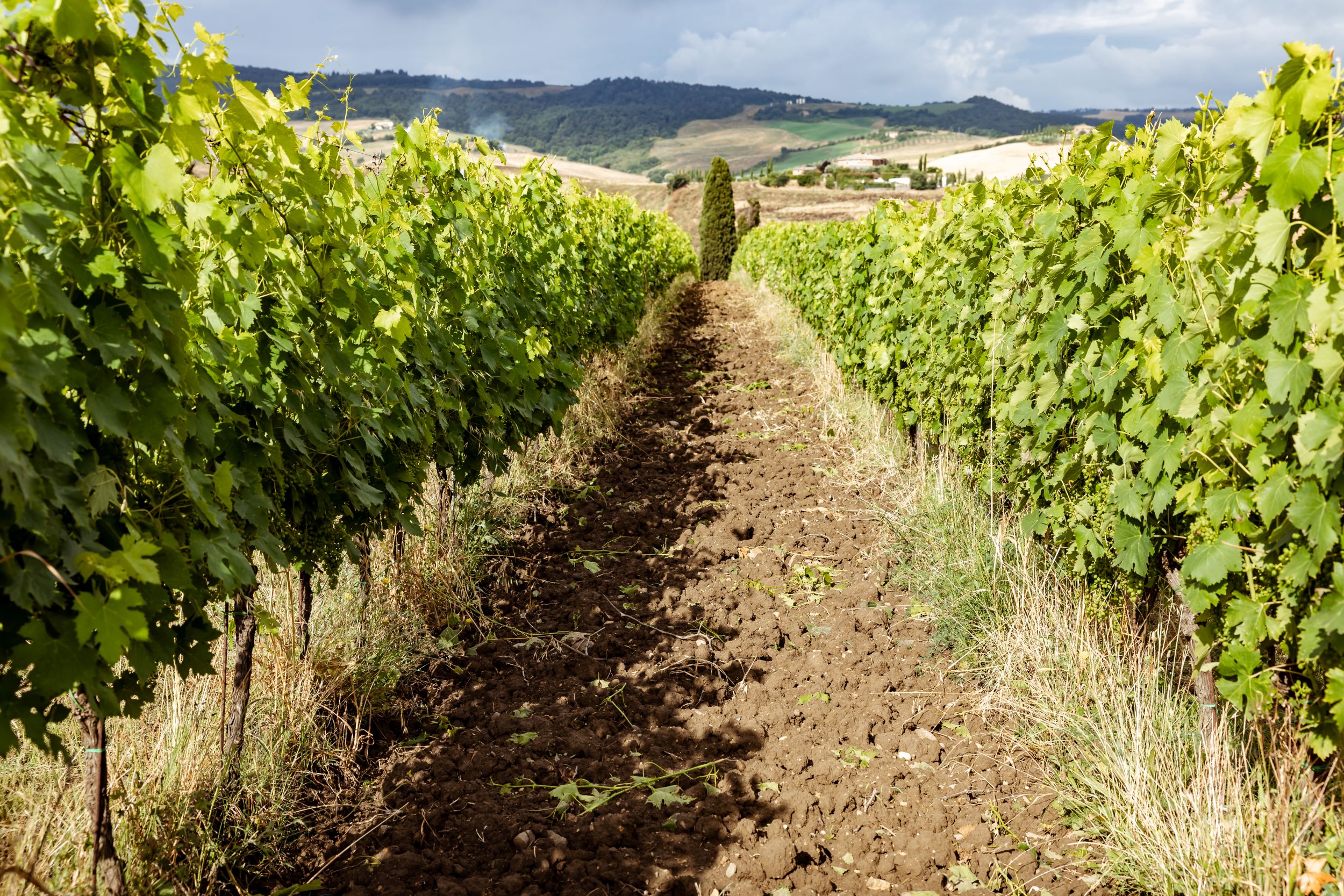 Sabbia e argilla: le due identità del Sangiovese secondo Talosa