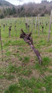Martissima. Marta Venica, fuori dal coro, dentro la vigna