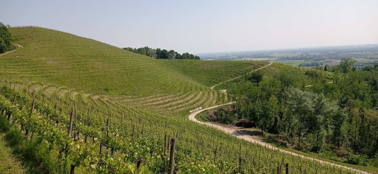 Aquila del Torre. Riesling d’autore e l’alba dei nuovi Cru