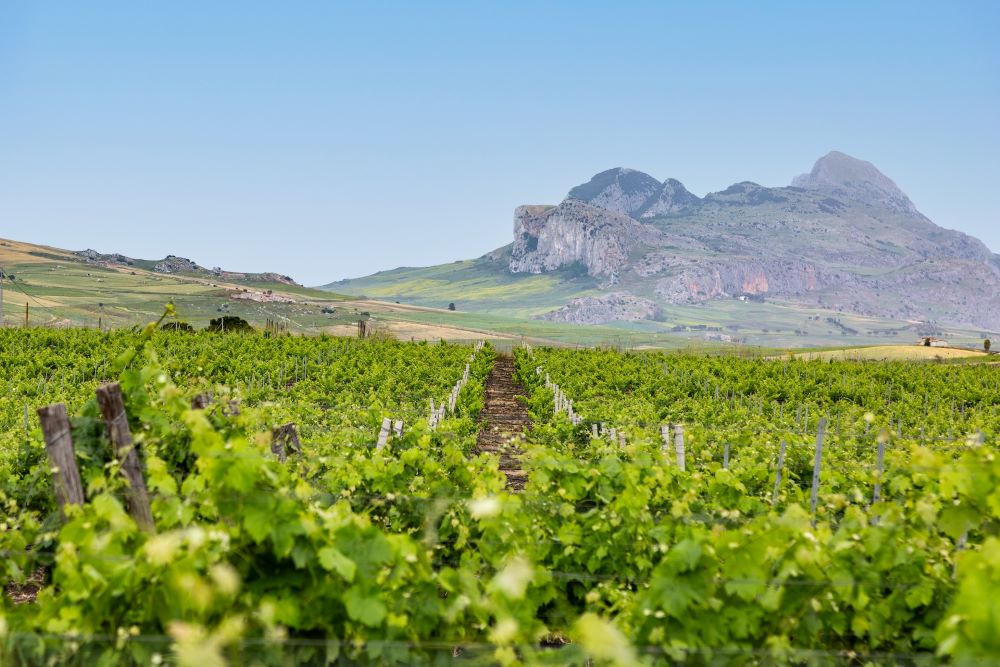 Calici di Stelle 2025 a Principe di Corleone: vino, stelle e la prima vendemmia 100% biologica