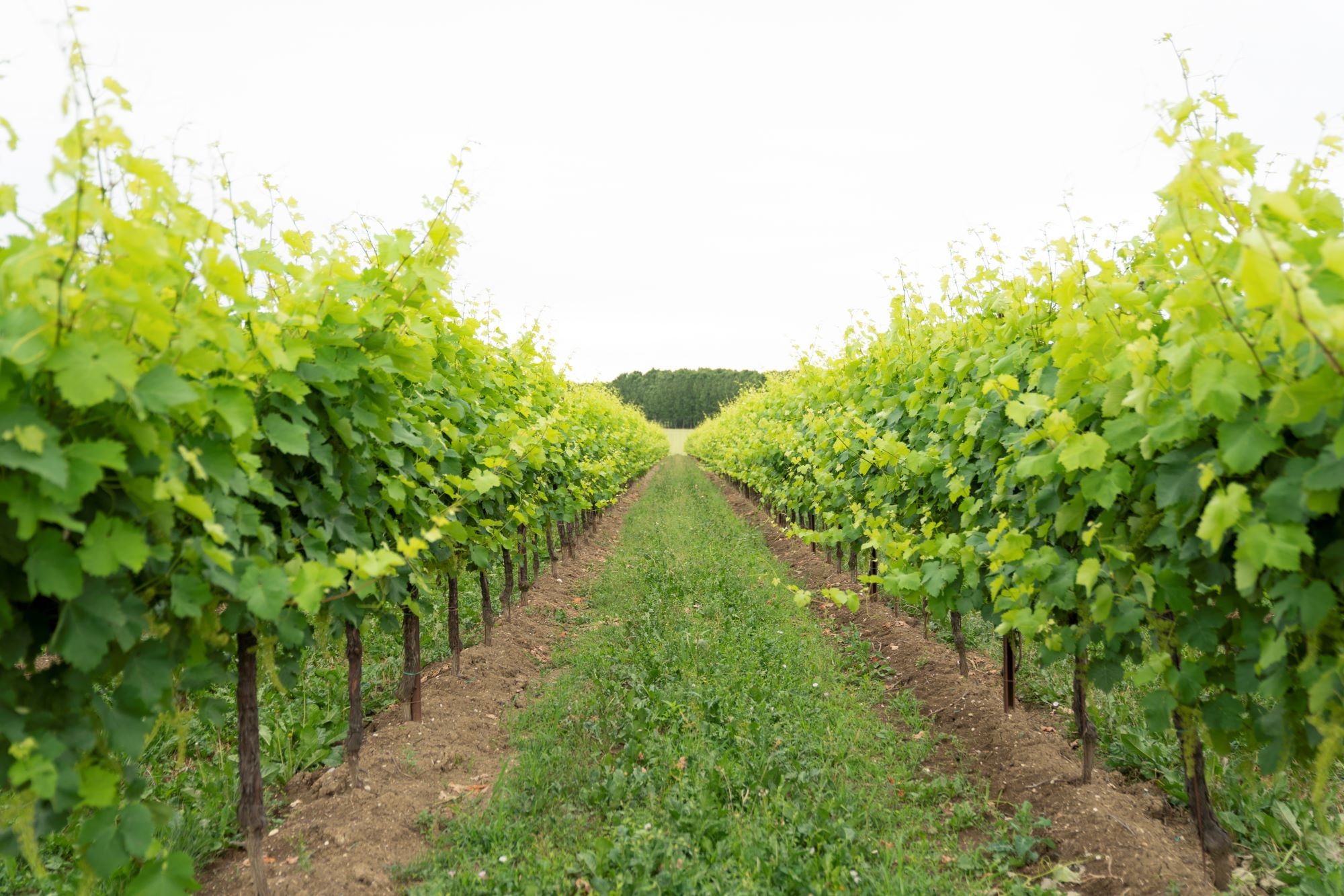 Rigole Rosso di Tenute Tomasella: il vino di confine tra Merlot e Refosco dal Peduncolo Rosso
