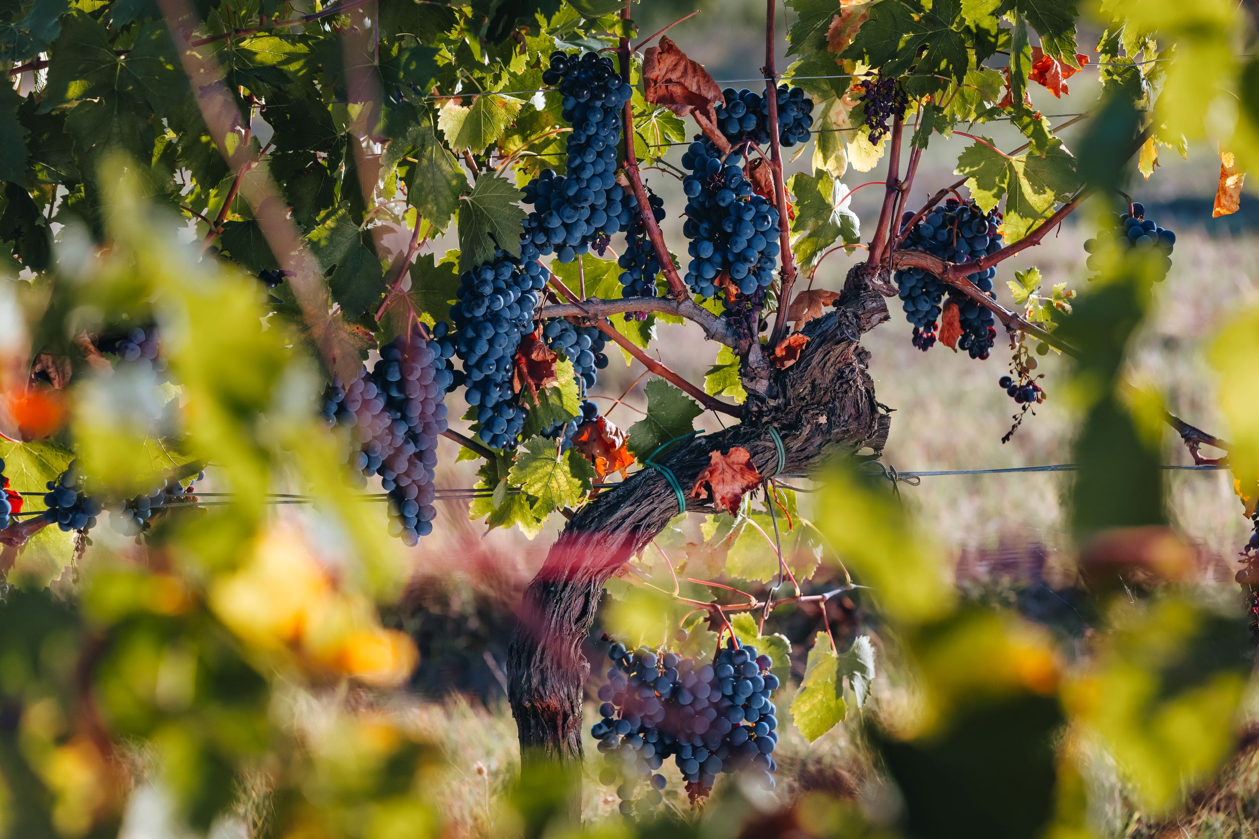 Fèlsina presenta “Il Circolo”: un wine club esclusivo per veri appassionati