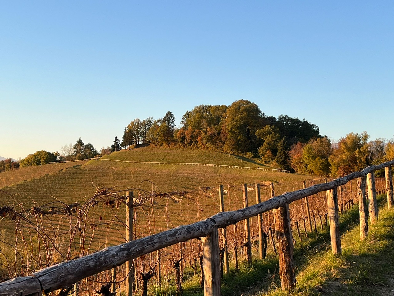 Aquila del Torre. Riesling d’autore e l’alba dei nuovi Cru