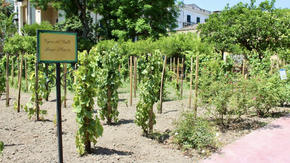 La Vigna del Gallo: il cuore verde della viticoltura siciliana nel centro di Palermo