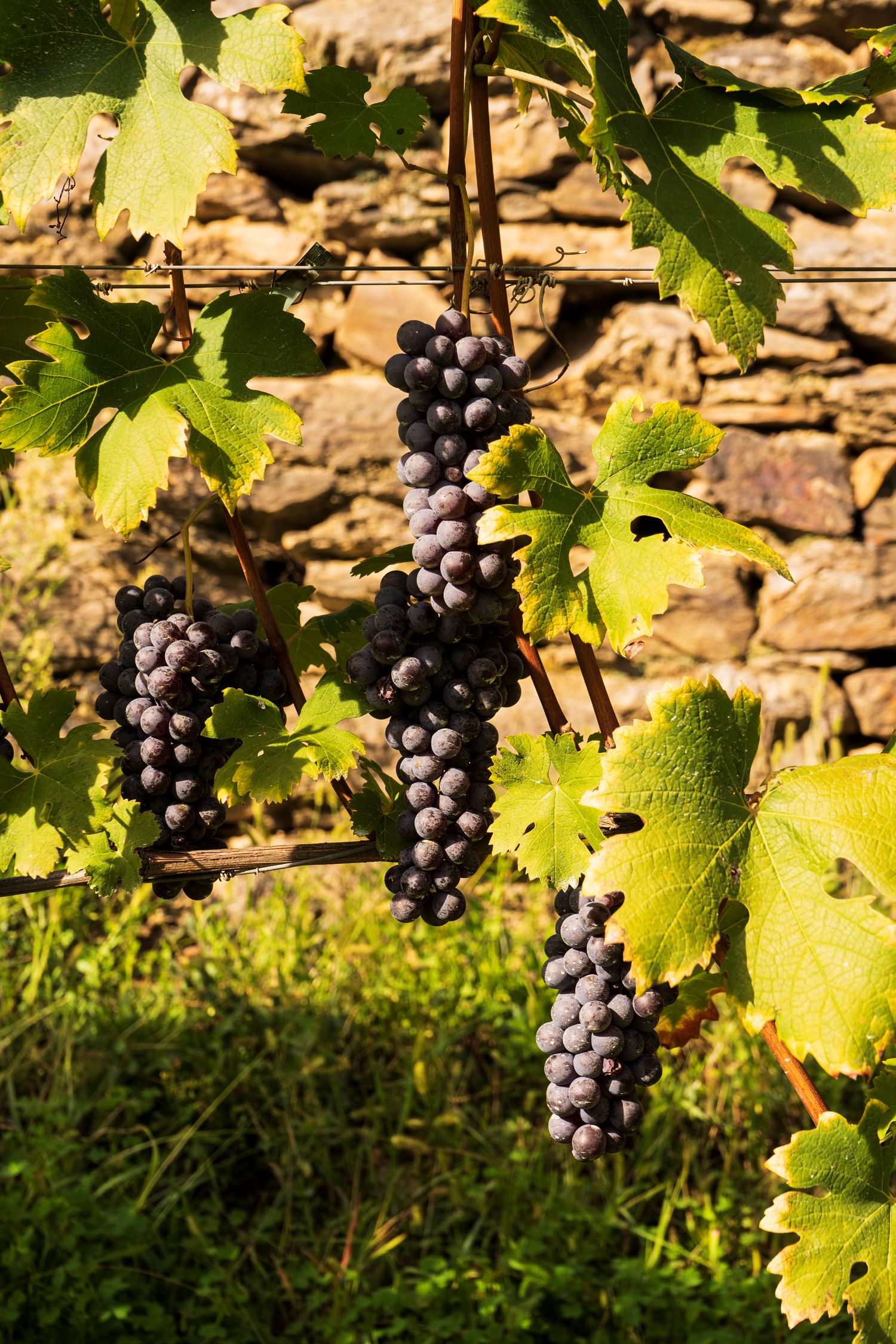 ViVa Valtellina Vini