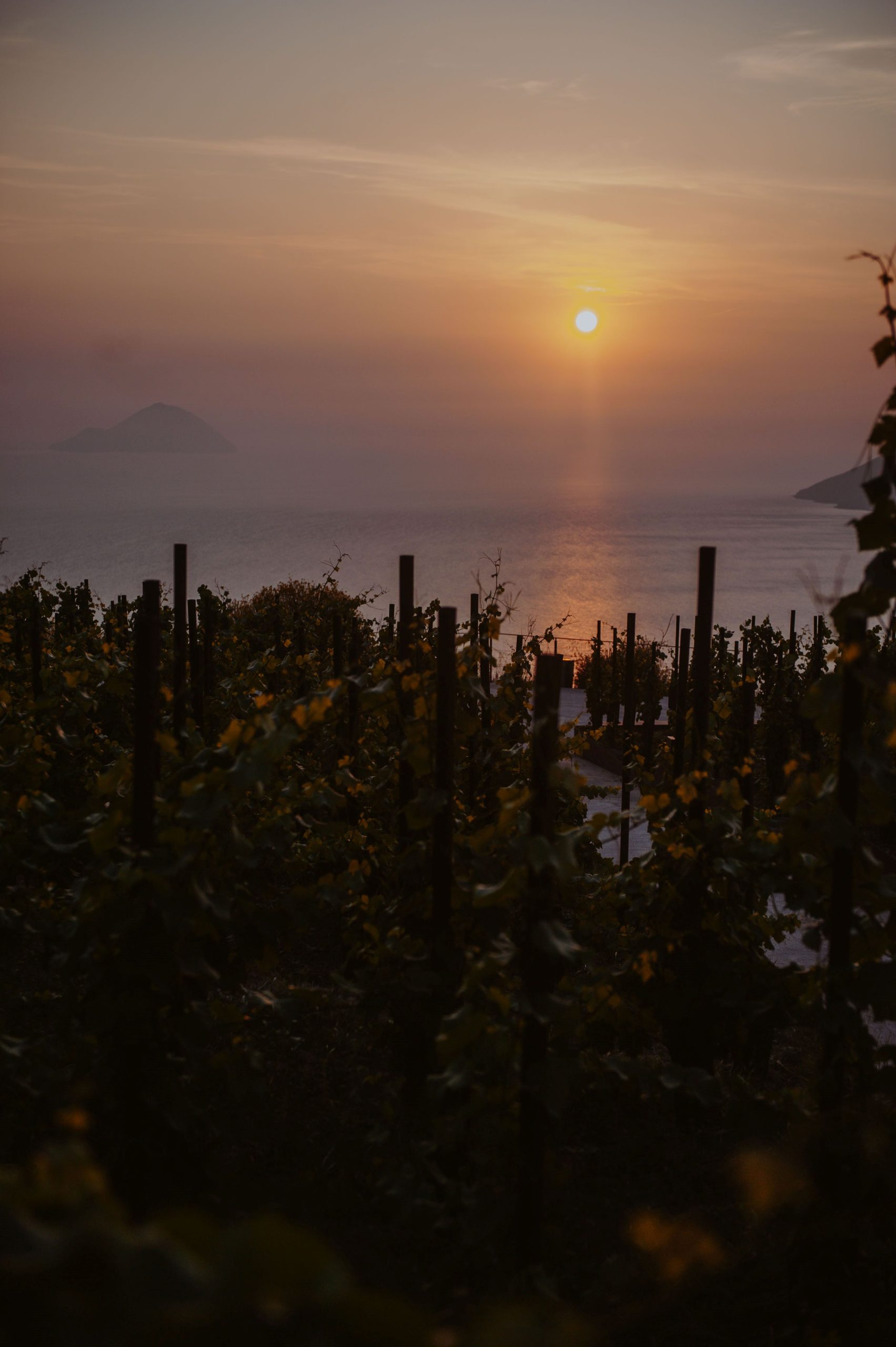 Sunset live music a tenuta di Castellaro, concerti al tramonto tra la vigna e il mare