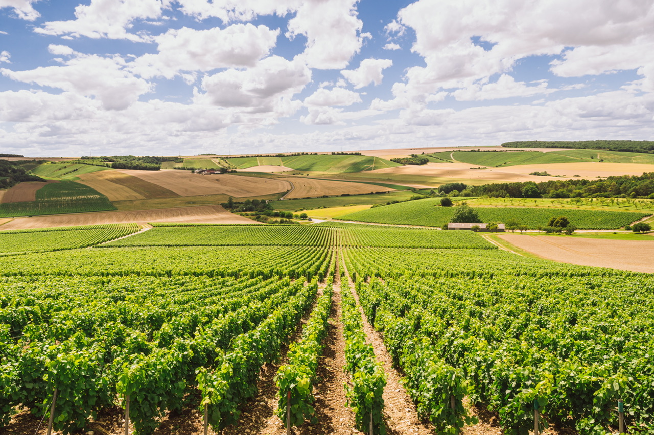 Champagne Edouard Duval. Il Brut Nature esclusivamente dedicato all'Italia (e non solo)