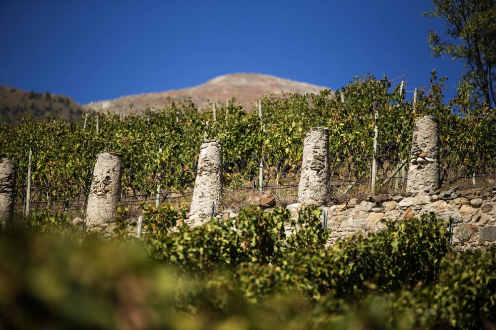 DegustaVigna 2025 | Calici di Colori, Sapori di Montagna: l’estate tra vigne e musica con la famiglia Grosjean