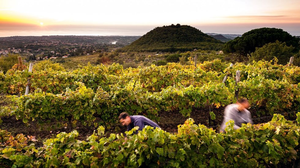 Vendemmia 2025: in Sicilia si apre una stagione di qualità con segnale di ripresa in alcuni areali