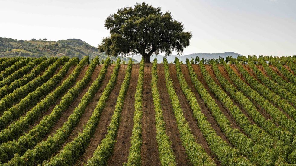 Consorzio di Tutela Vini DOC Sicilia: previsioni vendemmia 2025, lieve ripresa ma volumi ancora bassi