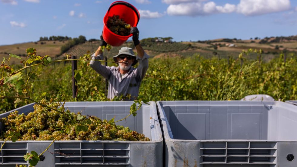 Vendemmia 2025: in Maremma Toscana si apre la stagione sotto i migliori auspici