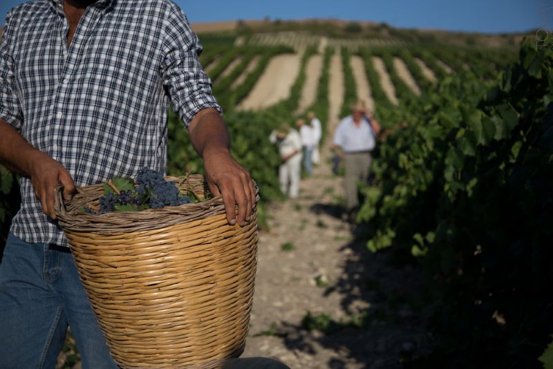 Vendemmia 2025: in Sicilia si apre una stagione di qualità con segnale di ripresa in alcuni areali