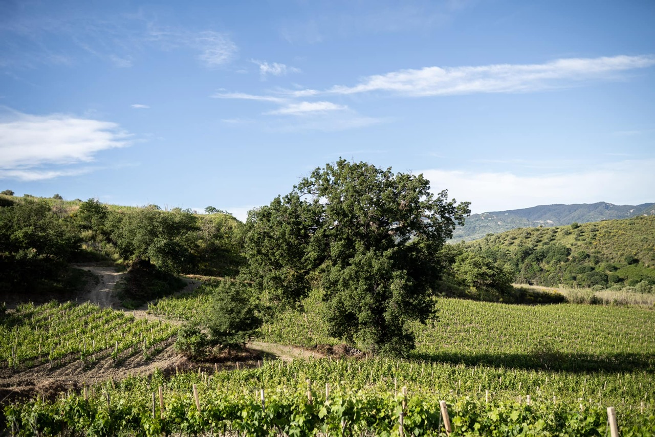Cirò Wine Festival 2025. Si parte con gli eventi off