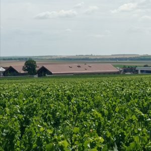 Ambonnay, cuore pulsante della Montagne de Reims