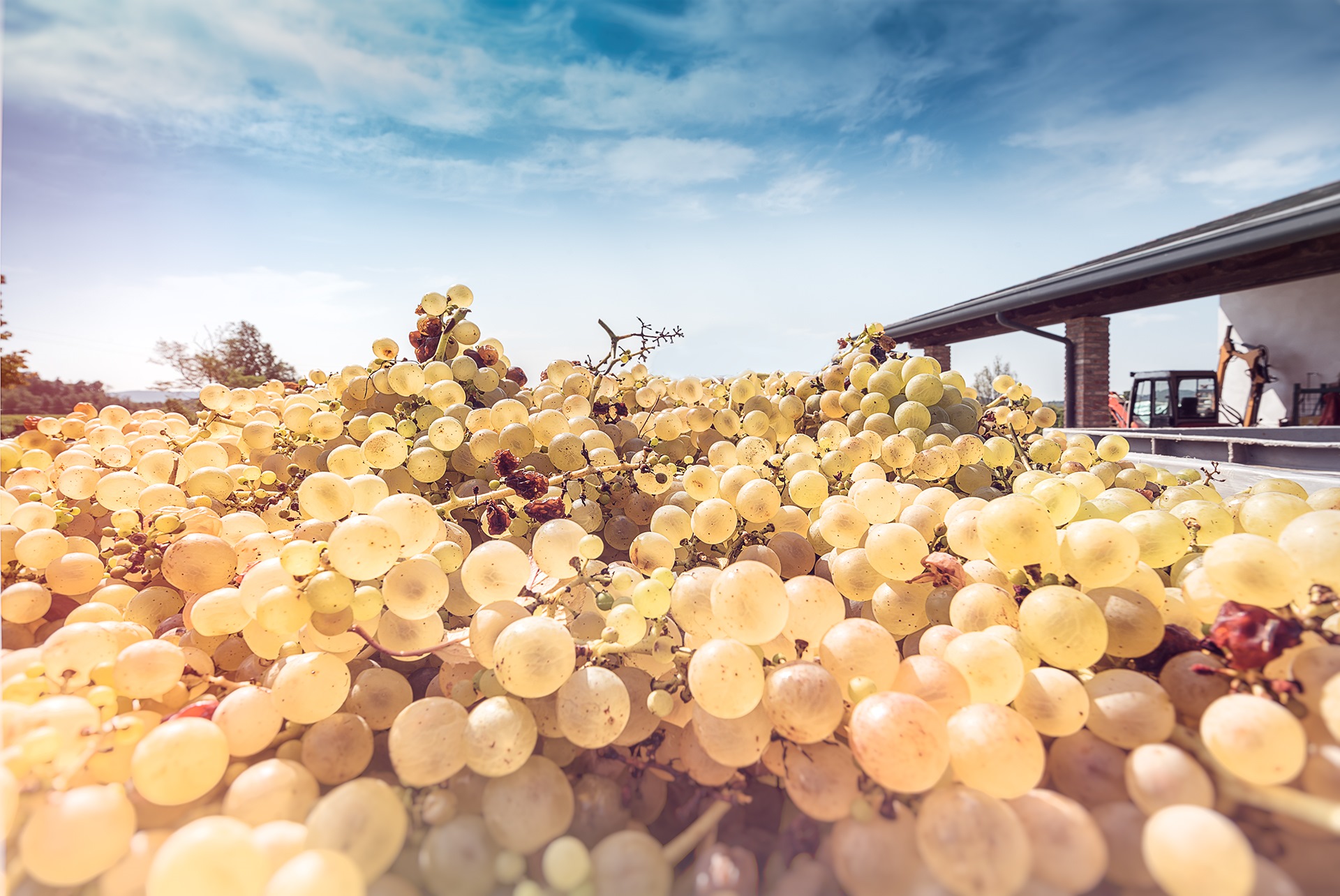 Gradis’ciutta invita alla vendemmia didattica per vestire i panni del vignaiolo per un giorno