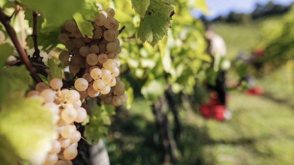 Gradis’ciutta invita alla vendemmia didattica per vestire i panni del vignaiolo per un giorno