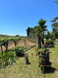 Oro delle Donne. Vigne, ulivi e racconti di famiglia