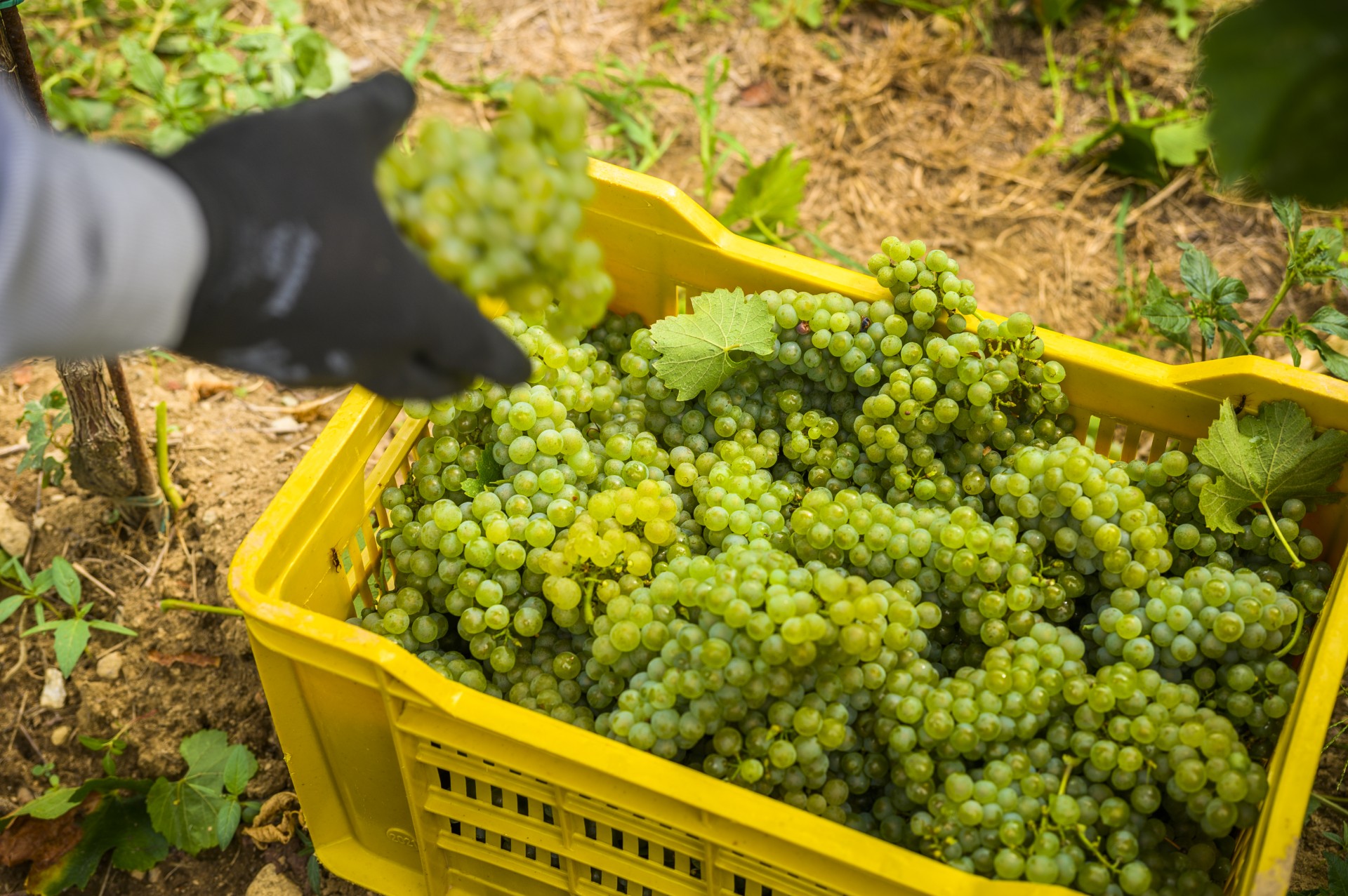 Vendemmia 2025: un’annata di eccellenza per Terre d’Aenòr