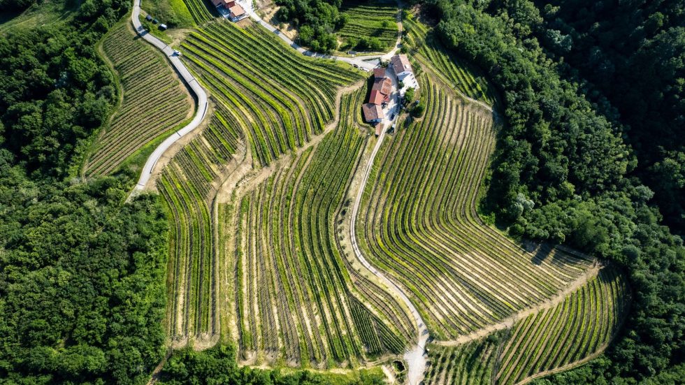 Vendemmia 2025 a Tenuta Stella: nel Collio friulano la natura guida la qualità