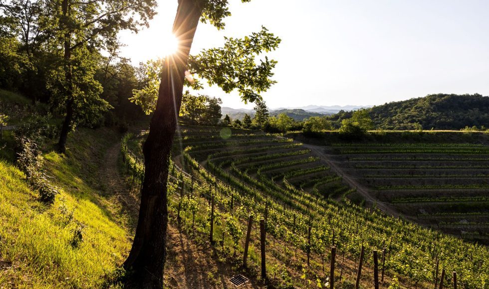 Tenuta Stella riapre le porte a settembre