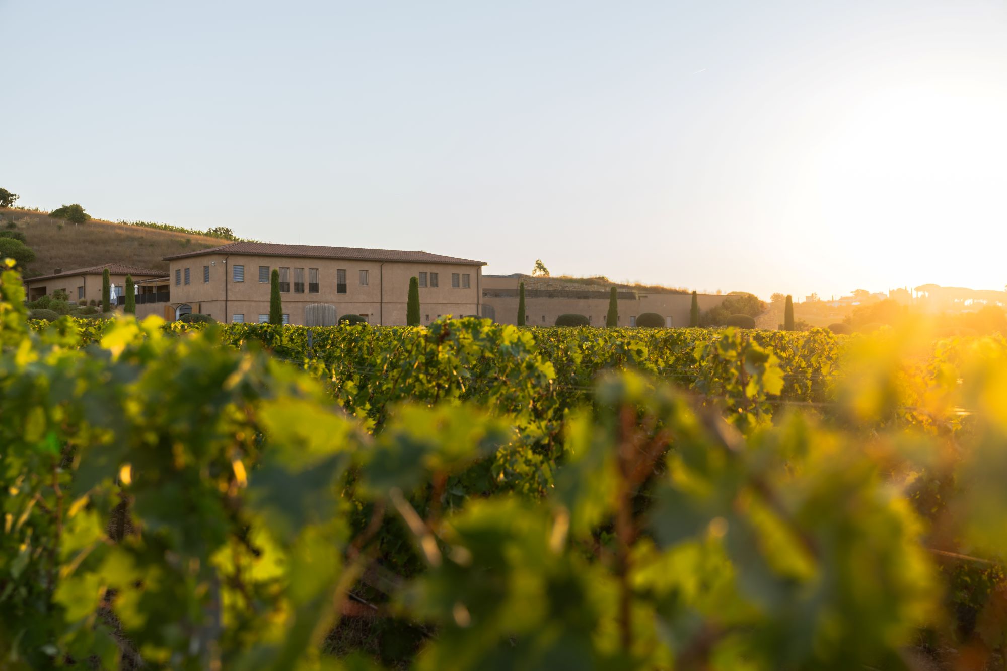 Monteverro: la vendemmia 2025, un viaggio meteorologico sulle montagne russe