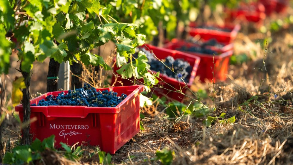 Una stagione irregolare ma promettente per la cantina di Capalbio, tra resilienza delle vigne e scelte attente in vigna