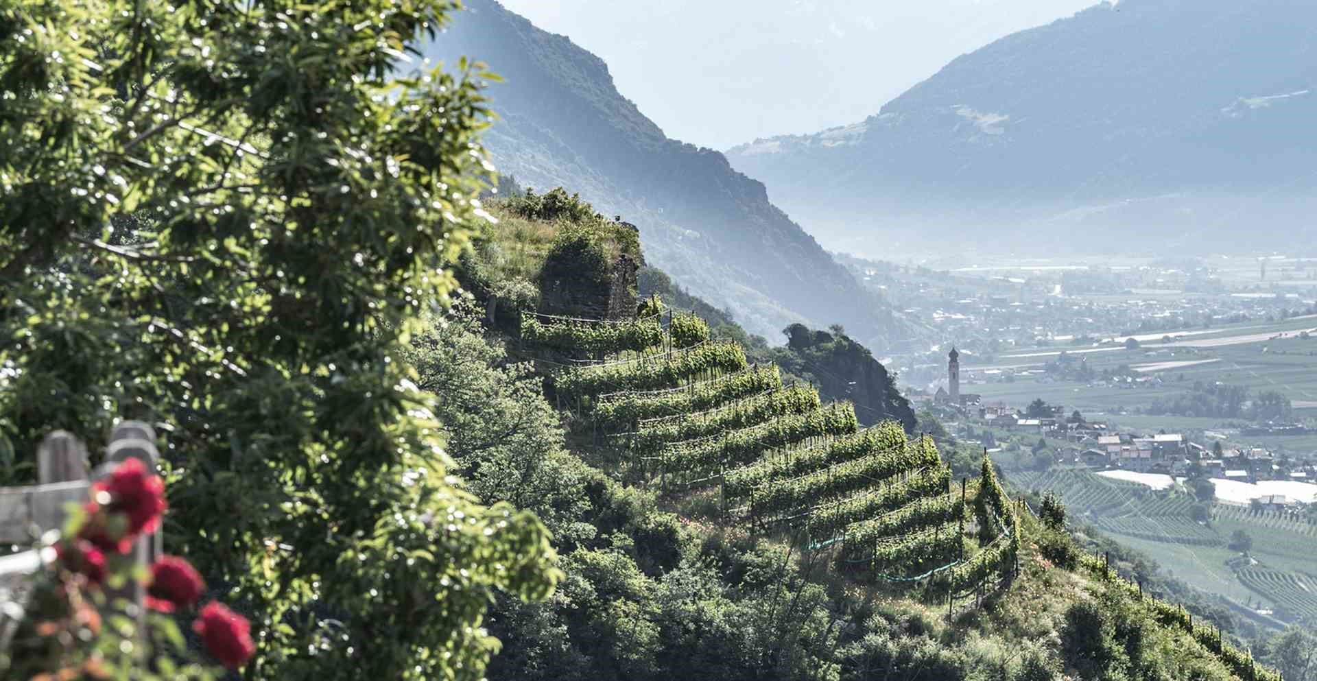 Online la Guida ai migliori Pinot Nero d’Italia 2026 di Vinodabere.it