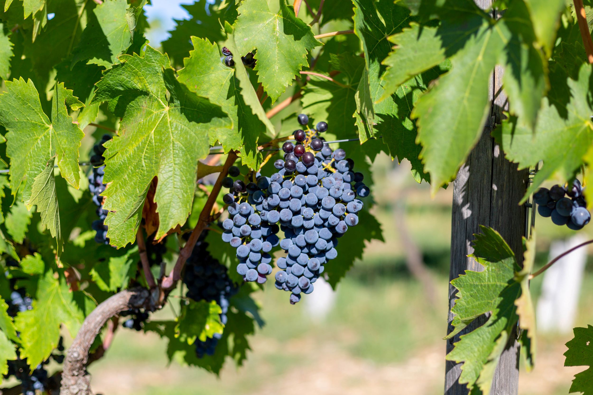 Vendemmia a Montefili: il tempo dell’attesa diventa raccolta