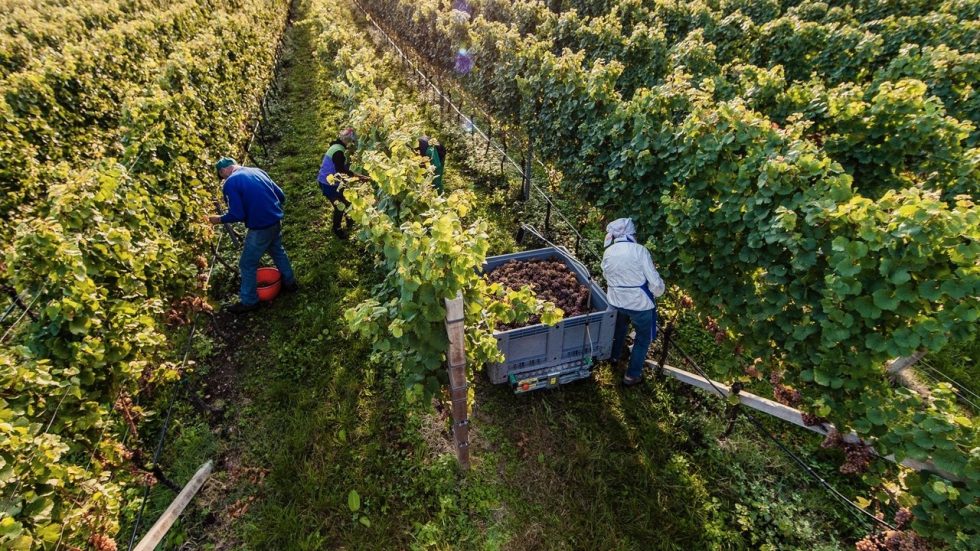 A vendemmia ultimata, presenti tutti i presupposti per una buona annata in Alto Adige