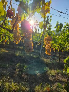 Eliseo Santoro. L’artigiano del vino