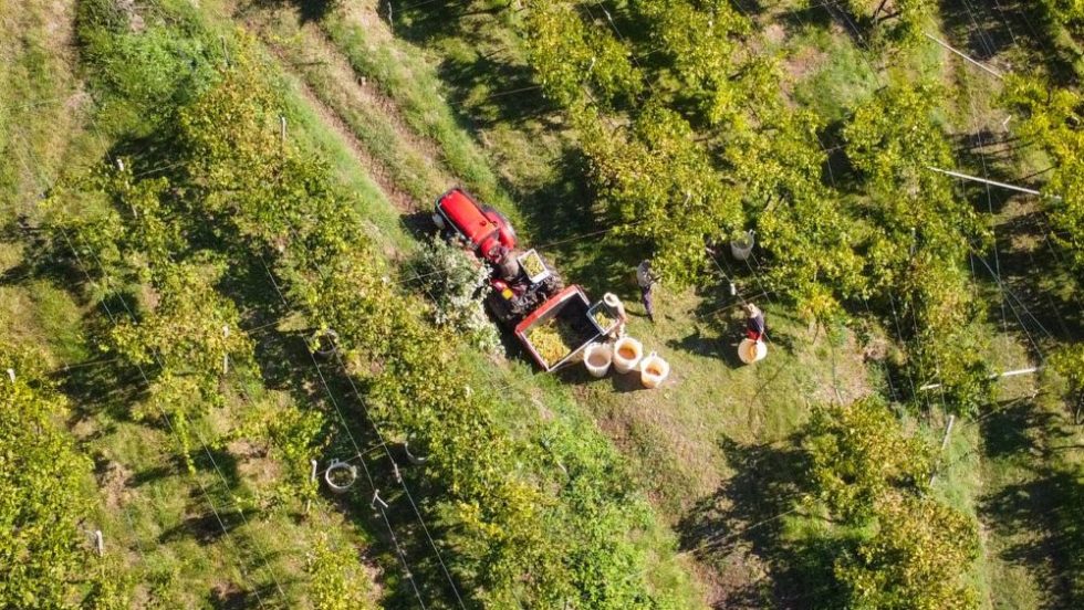 Territorio, tecnica, talento: la vendemmia 2025 di Suavia