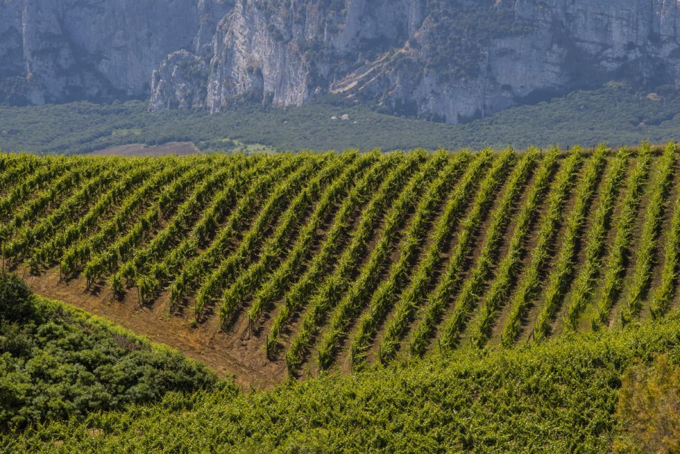 Nero d’Avola, il cuore rosso della viticoltura siciliana protagonista dell’autunno