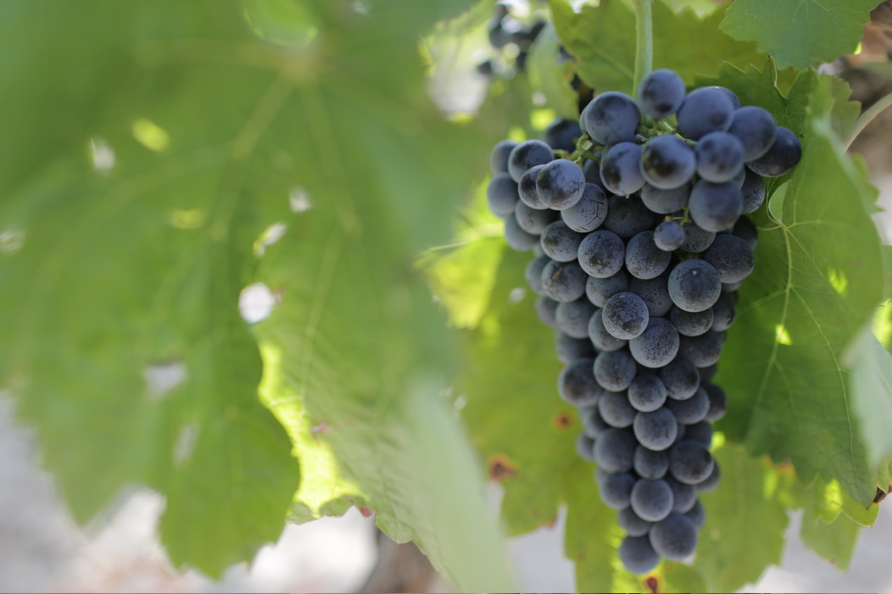 Nero d’Avola, il cuore rosso della viticoltura siciliana protagonista dell’autunno