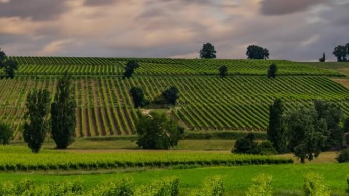 Torrevilla, tra il successo della vendemmia e il boom di richieste di adesione