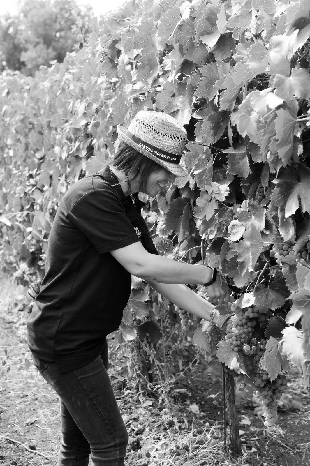 cantine silvestri