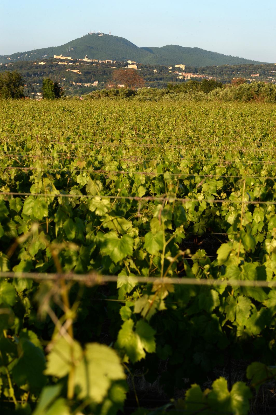 cantine silvestri