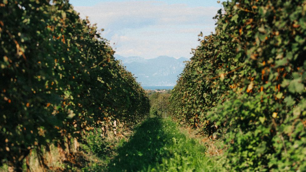 Vendemmia 2025 in Lugana: annata di alta qualità e crescita della sostenibilità