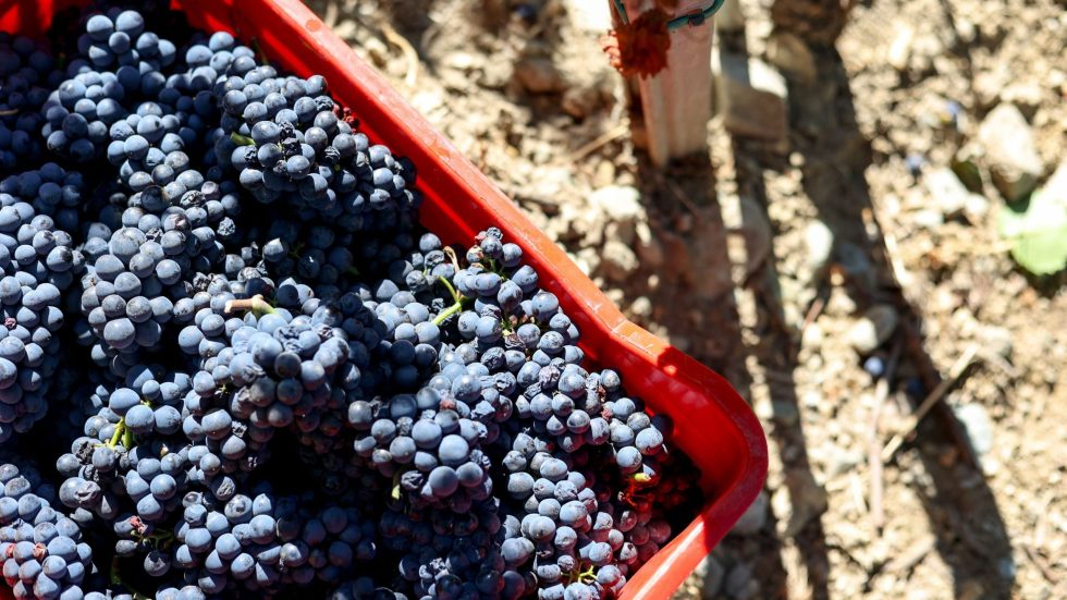 Vendemmia 2025: si preannuncia un’annata promettente per Grosjean Vins