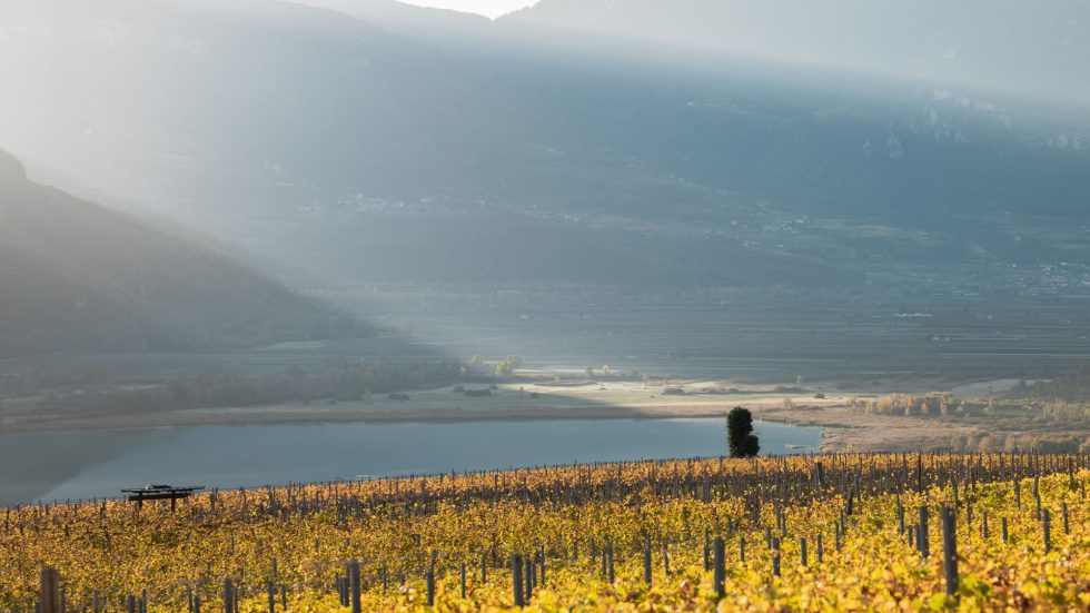 Percorsi in bicicletta, degustazioni e musica: gli appuntamenti dell’autunno con i Vini Alto Adige