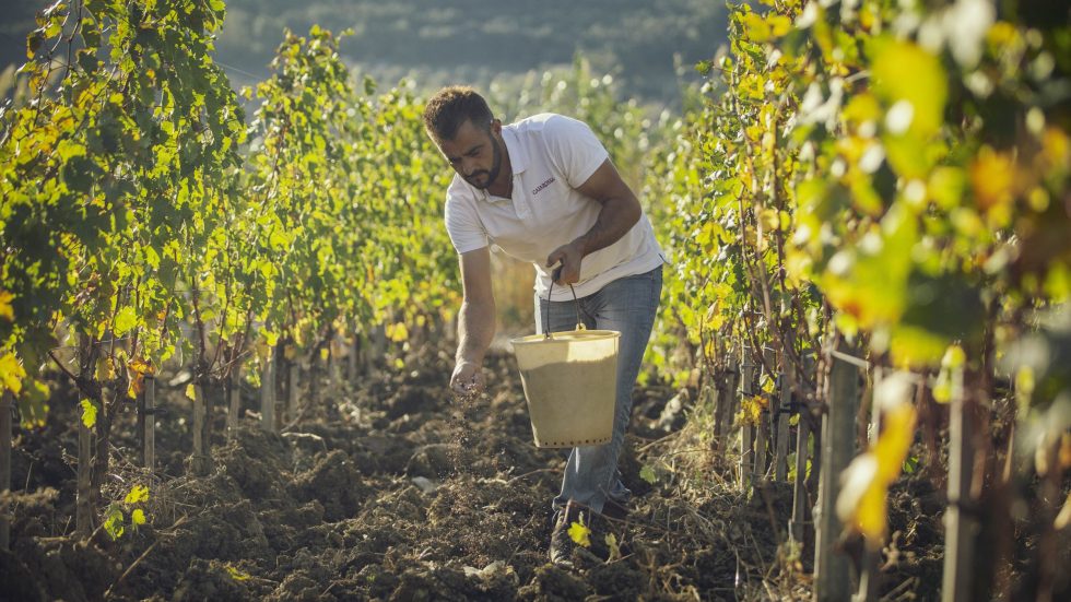 Caiarossa celebra 20 anni di certificazione biodinamica: il vino come manifesto di sostenibilità