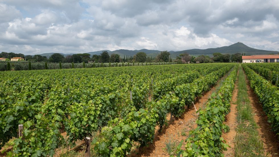 Tre giorni, cinquanta locali, un solo vino: il Bolgheri Rosso 2023 di Le Macchiole