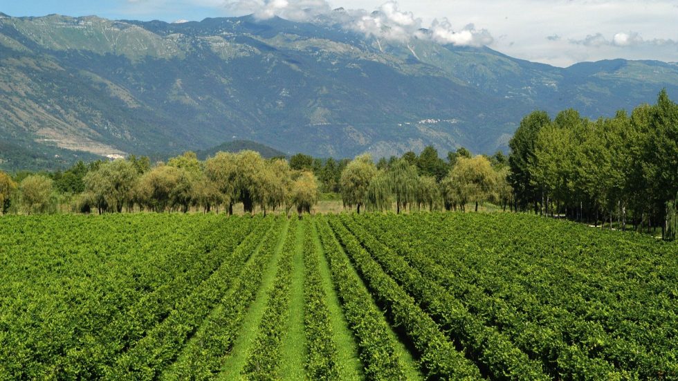 Vistorta protagonista a Ein Prosit 2025 con una straordinaria verticale di Merlot