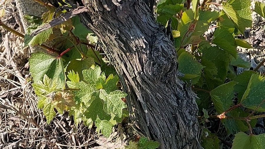 The Old Vine Conference 2025: “Meeting of the Minds” in California con la partecipazione di Vinchio Vaglio