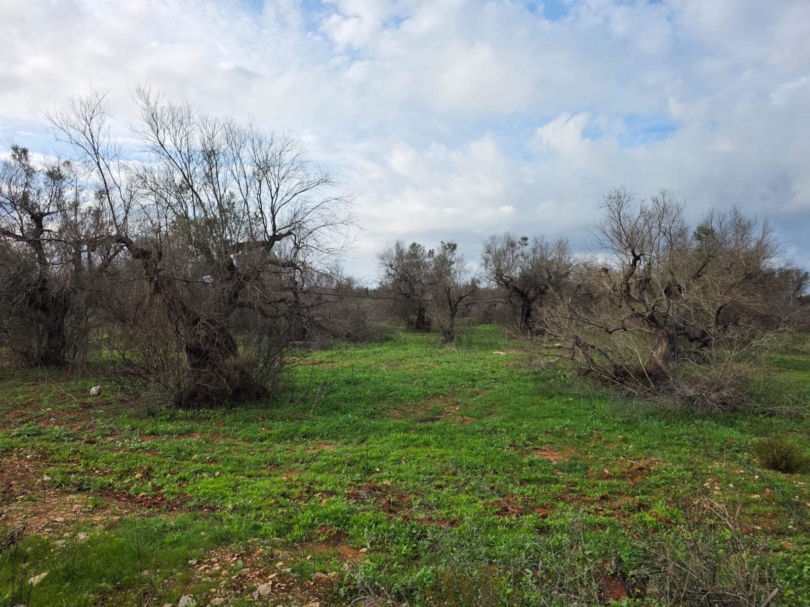 La Xylella. È la nuova Fillossera?