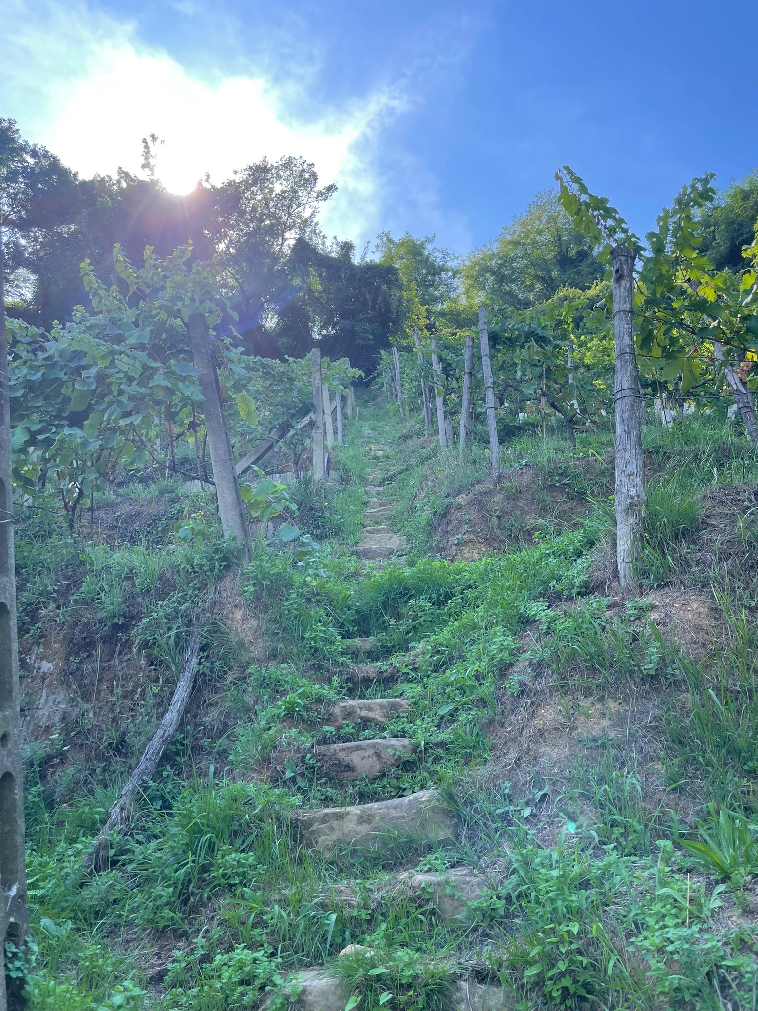 Podere Scurtarola. Dal caos, il vino naturale