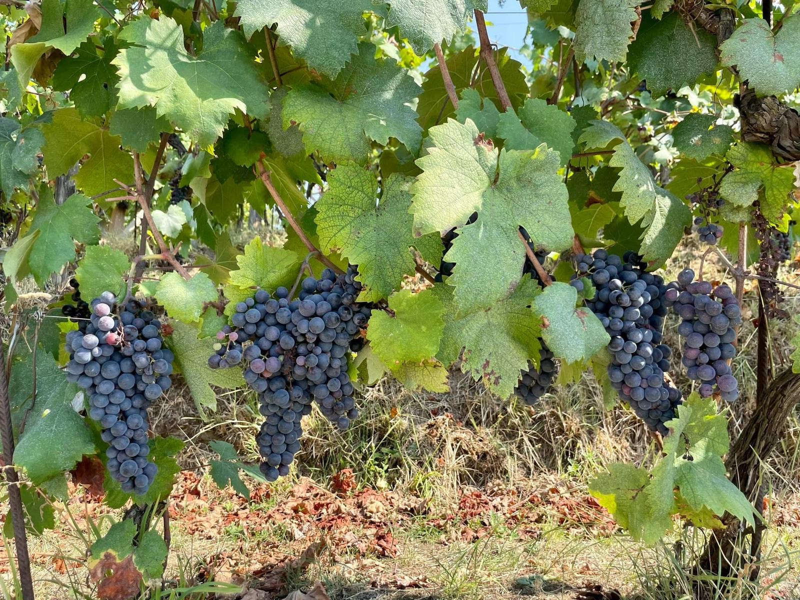 Podere Scurtarola. Dal caos, il vino naturale
